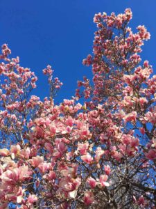 begin again spring blossoms