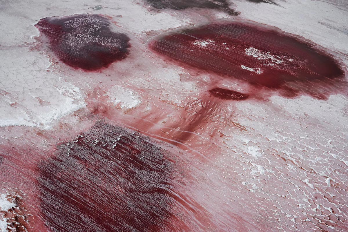 halophiles great salt lake